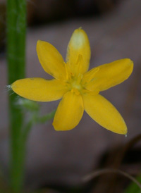 Yellow Star-grass