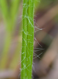 Yellow Star-grass