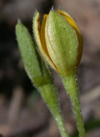 Yellow Star-grass