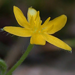 Yellow Star-grass Yellow Star-grass