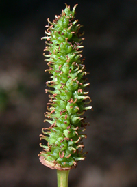 Chameleon Plant