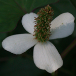 Chameleon Plant