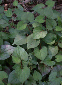 Chameleon Plant