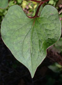 Chameleon Plant