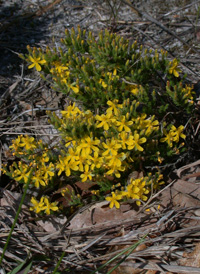 Heath-like Hudsonia