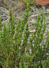 Heath-like Hudsonia