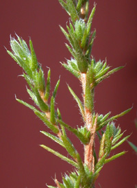 Heath-like Hudsonia