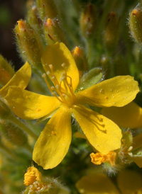 Heath-like Hudsonia