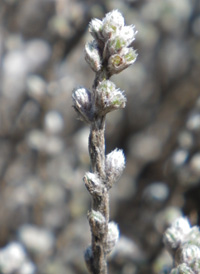 Woolly Hudsonia