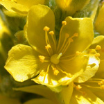 Woolly Hudsonia Woolly Hudsonia