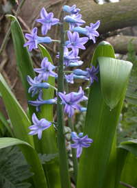 Common Hyacinth