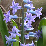 Common Hyacinth