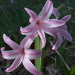 Common Hyacinth