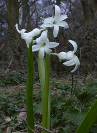 Common Hyacinth