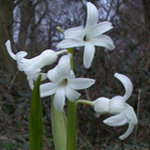 Common Hyacinth Common Hyacinth