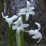 Common Hyacinth