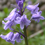 Hybrid Bluebell