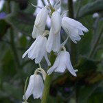 Hybrid Bluebell Hybrid Bluebell