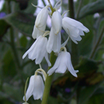 Hybrid Bluebell