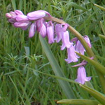 Hybrid Bluebell