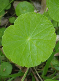 Whorled Marsh Pennywort