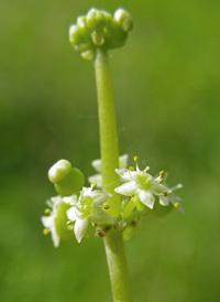 Whorled Marsh Pennywort