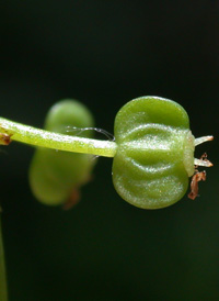 Whorled Marsh Pennywort