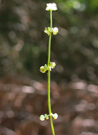 Whorled Marsh Pennywort