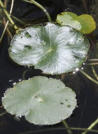 Floating Marsh Pennywort