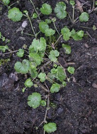 Dwarf Marsh Pennywort