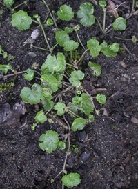 Dwarf Marsh Pennywort