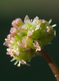 Dwarf Marsh Pennywort