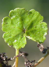 Dwarf Marsh Pennywort