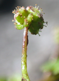 Dwarf Marsh Pennywort