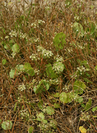 Umbellate Marsh Pennywort