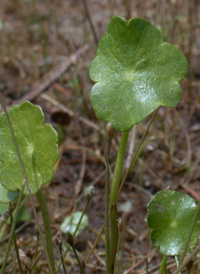 Umbellate Marsh Pennywort