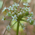 Umbellate Marsh Pennywort