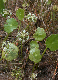 Umbellate Marsh Pennywort