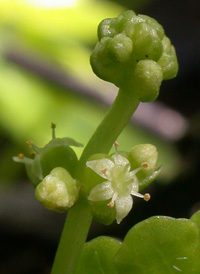 Whorled Marsh Pennywort