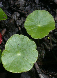 Whorled Marsh Pennywort