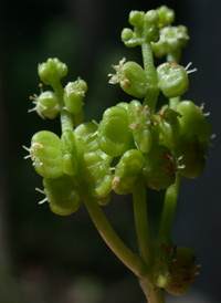 Whorled Marsh Pennywort