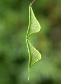 Naked-flowered Tick-trefoil