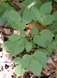 Naked-flowered Tick-trefoil