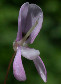 Naked-flowered Tick-trefoil