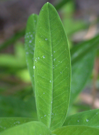 Creeping St. John's-wort