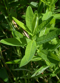 Creeping St. John's-wort