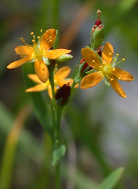 Canadian St. John's-wort