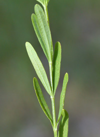 Canadian St. John's-wort