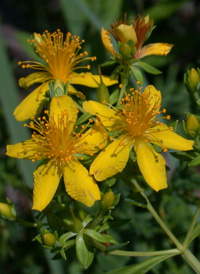 Dense-flowered St. John's-wort