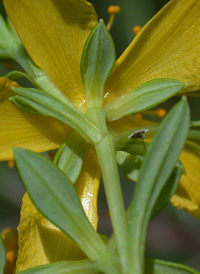 Dense-flowered St. John's-wort